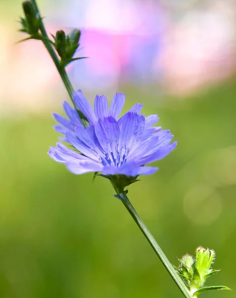 Niebieski Kwiat Cykorii Kolorowym Słonecznym Tle Lata — Zdjęcie stockowe
