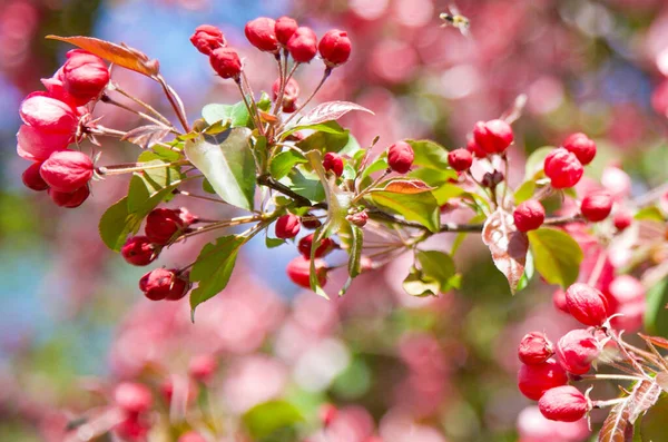 Blooming Red Flowers Apple Tree — Stock Photo, Image