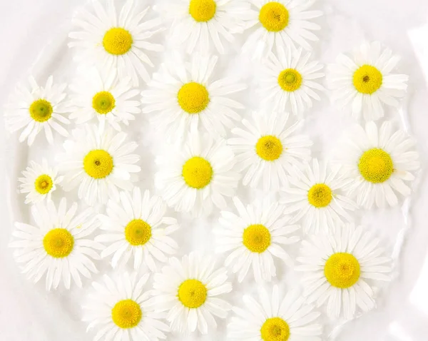 Bloemen Achtergrond Van Witte Madeliefjes Het Water — Stockfoto