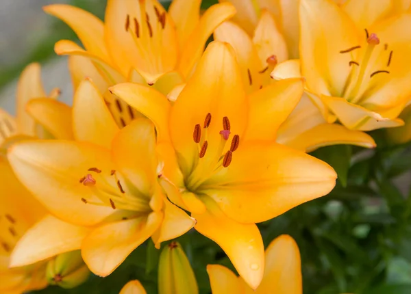 緑の葉に薄橙色のユリの花の背景 — ストック写真