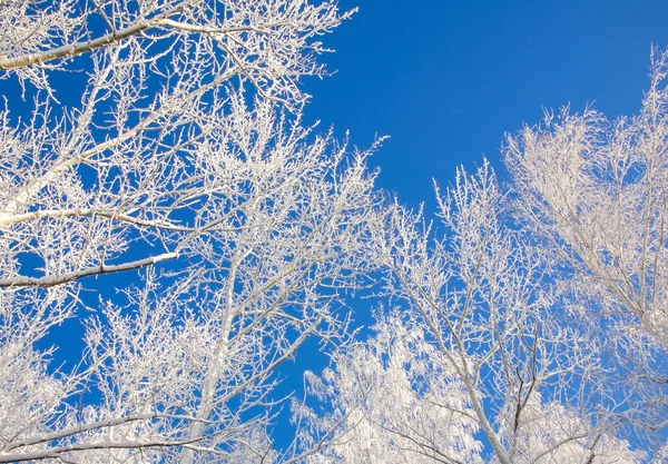 Gałęzie Drzew Pokryte Śniegiem Tle Słonecznego Błękitnego Nieba — Zdjęcie stockowe