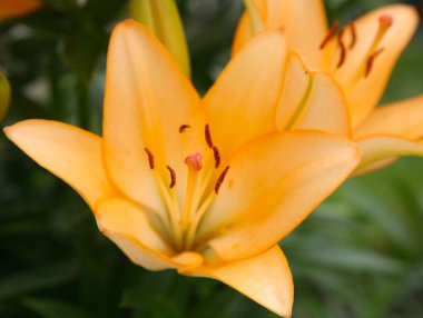 Yaz bahçesindeki turuncu zambak.