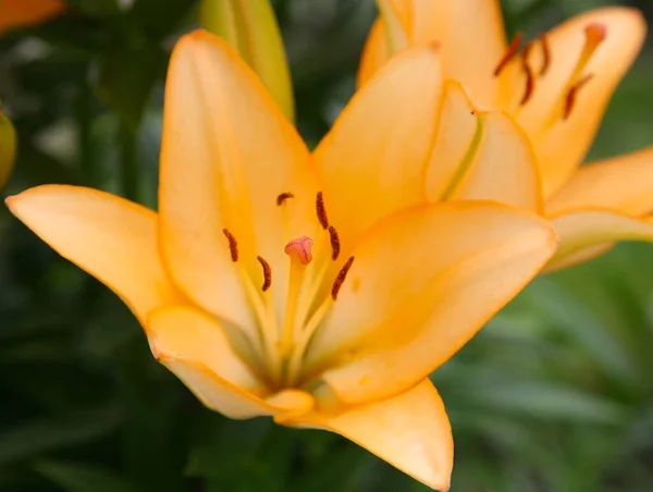 Lírio Laranja Close Jardim Verão — Fotografia de Stock