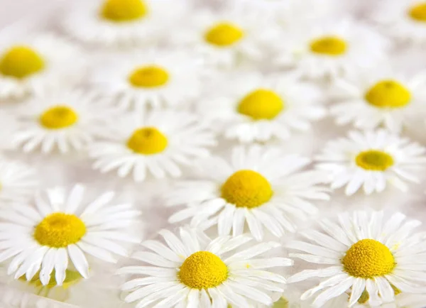 Daisies Egy Üvegvázában Mint Egy Virágos Háttér — Stock Fotó