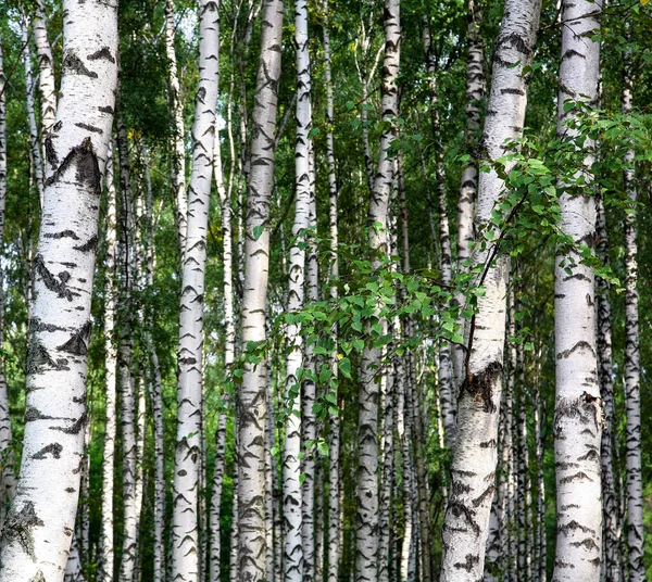 在阳光灿烂的夏季公园里 一丛丛的白桦树 — 图库照片