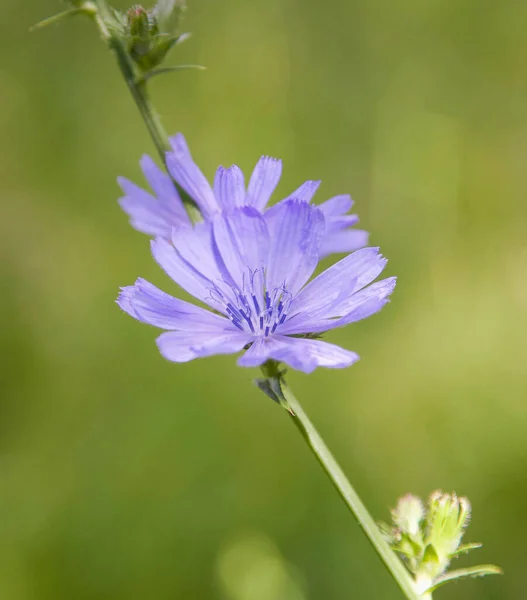 Niebieski Kwiat Cykorii Rozmytym Tle Letnim — Zdjęcie stockowe