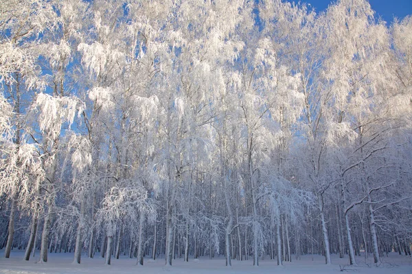 Snow Covered White Trees Sunny Blue Sky — Stock Photo, Image