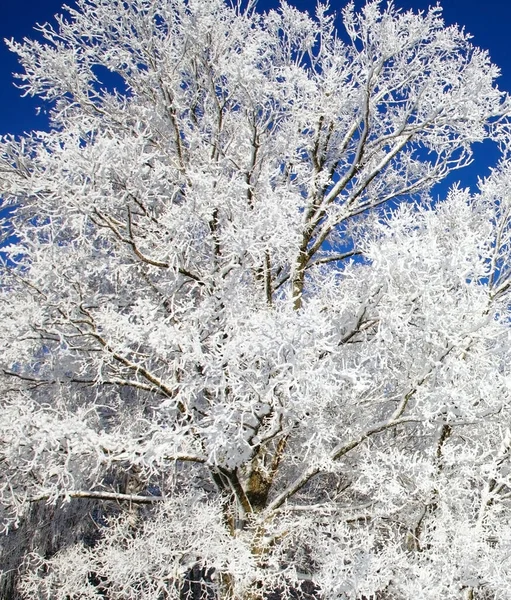 Árboles Invierno Cielo Azul —  Fotos de Stock