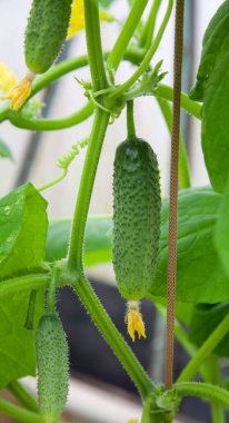 Serada taze yeşil salatalıklar yetişiyor.