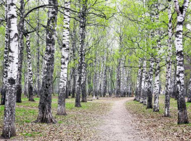 Mayıs 'ta şehir parkında ilk yeşiller