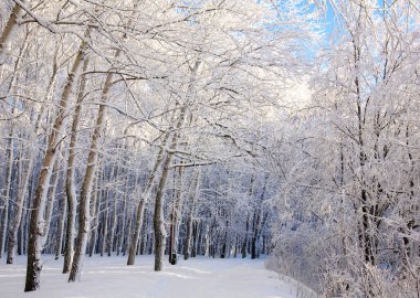 Karlı ağaçlar ve mavi güneşli gökyüzü ile kışın şehir parkı
