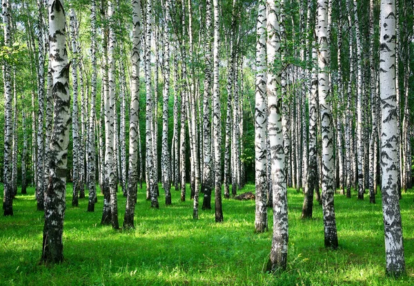 Bir Yaz Parkında Akşam Güneşinde Huş Ağaçlarının Gövdeleri — Stok fotoğraf