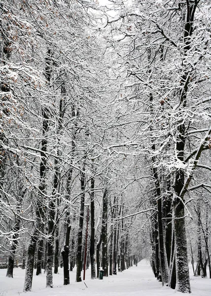 Nieve Fresca Acaba Caer Los Árboles Parque Ciudad —  Fotos de Stock