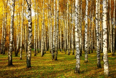 Sonbaharda, Ekim 'de, altın bir huş ağacında güneşin gün batımı ışınları.