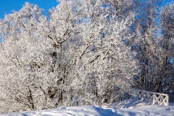 Potężny Dąb Mrozie Pokrytymi Śniegiem Gałęziami Przeciwko Błękitnemu Słonecznemu Niebu — Zdjęcie stockowe