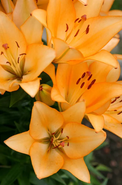 Orangefarbene Lilien Sommergarten — Stockfoto