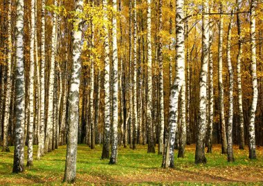Güneşli havada altın yapraklı huş ağacı.