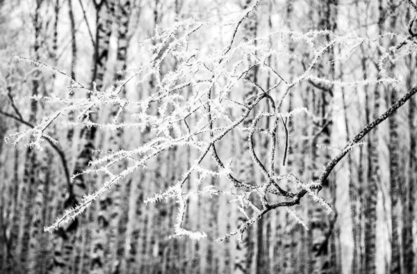 Branch Frost Winter Forest Background Birch Trunks Black White — Stock Photo, Image