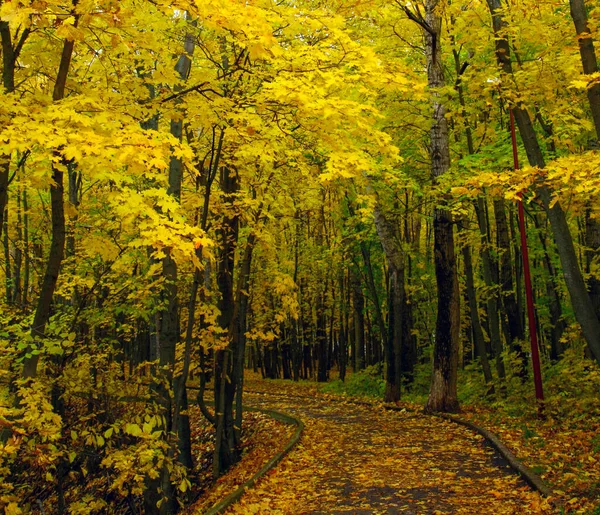 Wandelpad Het Stadspark Gouden Herfst — Stockfoto