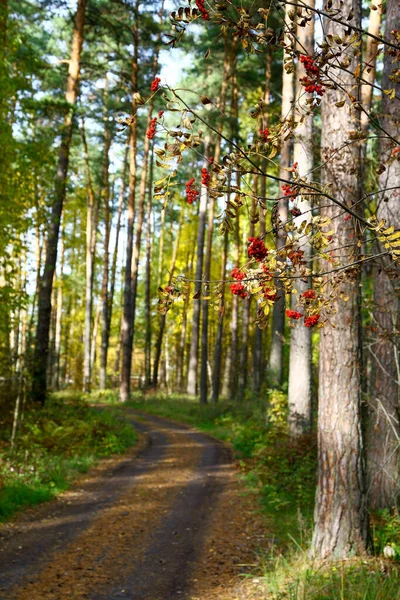 針葉樹林の散策路を背景に 紅葉のある柳の枝 — ストック写真