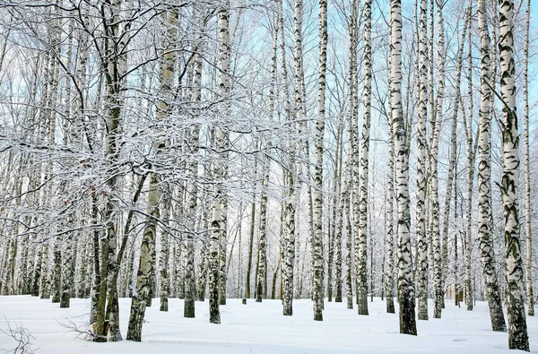 Trunks Betulle Bianche Parco Invernale Tempo Limpido — Foto Stock