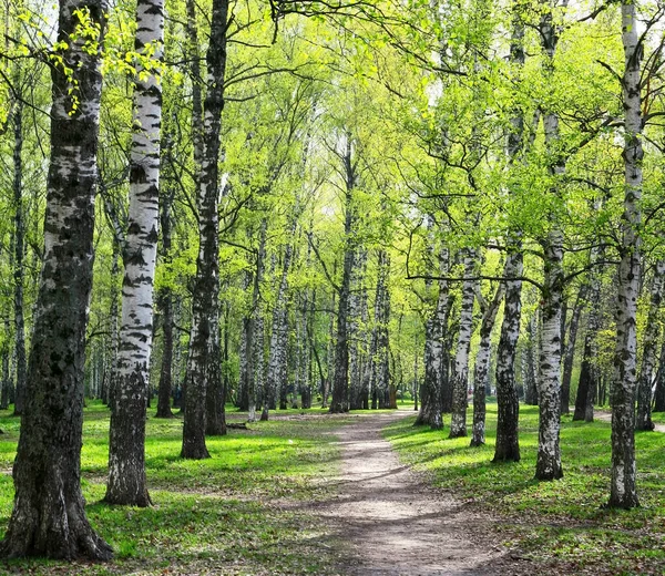 First Spring Greenery Birches City Park Sunny Morning — Stock Photo, Image