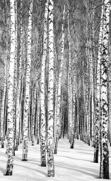 Kışın Güneşli Havada Siyah Beyaz Bir Ormanda Huş Gövdeleri — Stok fotoğraf