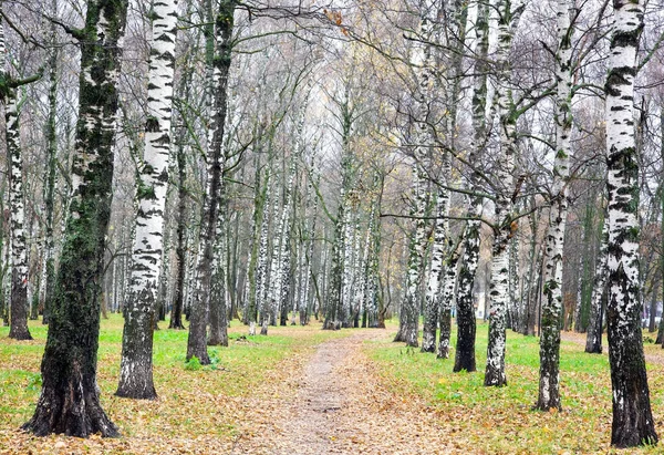 Allée Bouleaux Aux Feuilles Jaunes Herbe Verte Octobre — Photo