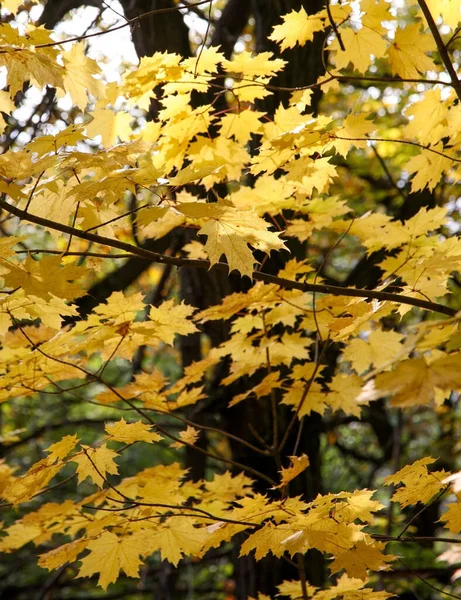 Золотой Клен Листья Солнечный Осенний День — стоковое фото