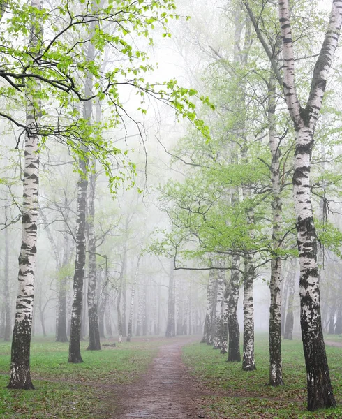 Das Erste Frühlingsgrün Birken Einem Nebligen Morgen Mai — Stockfoto
