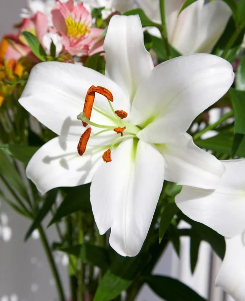 White Lily Lilium Candidum Bouquet Pink Alstroemeria Greeting Floral Background — Stock Photo, Image