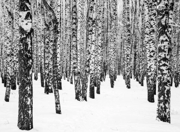 冬の白樺の幹で 枝は霜黒と白で覆われています — ストック写真