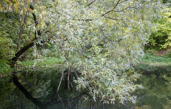Autumn Weeping Willow Bent Lake — Stock Photo, Image