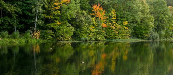 Красивый Осенний Пейзаж Утками Красочными Деревьями Отражающимися Озере — стоковое фото