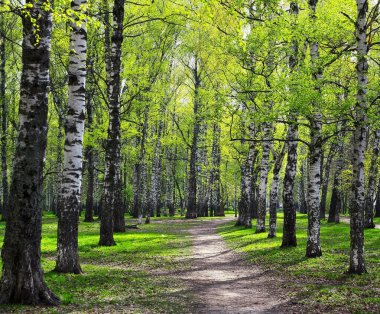 Akşam güneşinde huş ağacının parkındaki ilk yumuşak yeşillik.