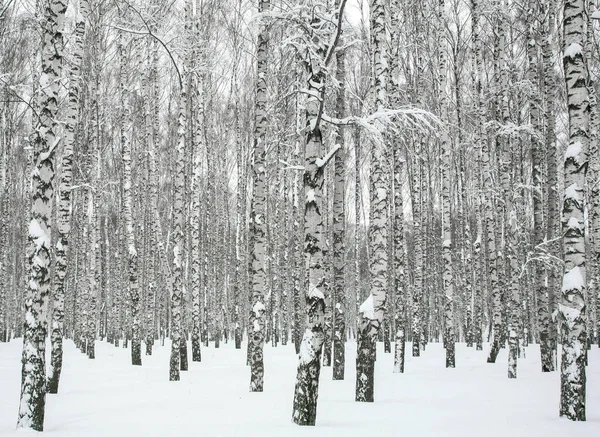 Branches Enneigées Bouleaux Hiver Février Gelées — Photo