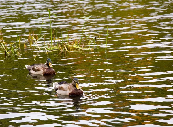 Patos Selvagens Nadando Lago Reflexo Sol Noite Água — Fotografia de Stock