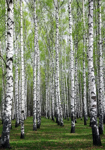 Das Erste Frühlingsgrün Weißen Birken Einem Sonnigen Park — Stockfoto