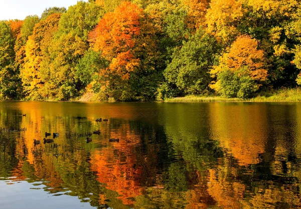 Утки Осеннем Озере Фоне Красочных Деревьев Отражений Воде — стоковое фото