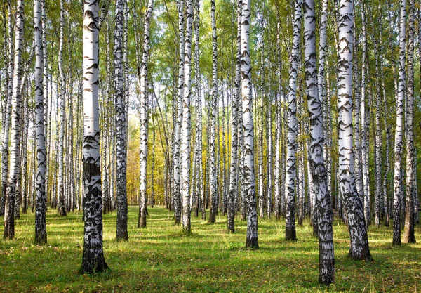 Parco Betulla Autunno Sera Con Prime Foglie Gialle Immagine Stock