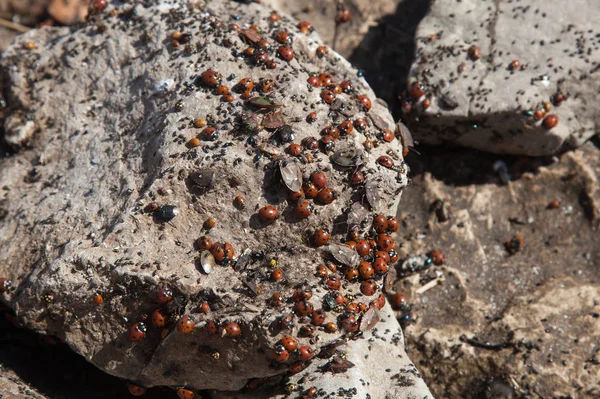 beetles on the stone