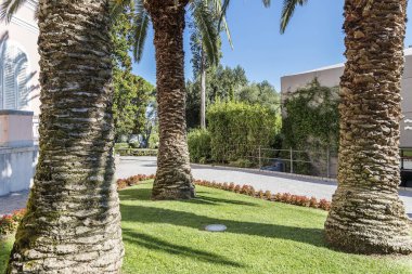 Güneşin altında üç güzel palmiye gövdesi