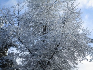 Kış Kar manzarası 2019