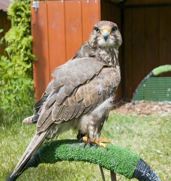 A beautiful bird of prey a falcon sits on the grass and looks,Altai Falcon (Falco cherrug altaicus) — Stock Photo, Image