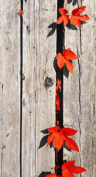 Belas folhas de outono em um fundo de velhas tábuas de madeira, para — Fotografia de Stock
