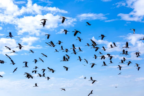 A group of sandhill cranes flying in the clear blue sky. in the morning light.at Nong Han Kumphawapi Lake — Stock Image Group Sandhill Cranes Flying Clear Blue Sky Morning Light Nong Royalty Free Stock Images