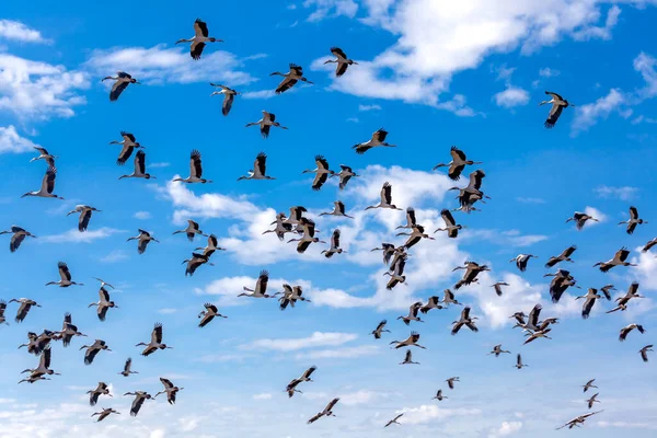 A group of sandhill cranes flying in the clear blue sky. in the morning light.at Nong Han Kumphawapi Lake — Stock Image Group Sandhill Cranes Flying Clear Blue Sky Morning Light Nong Royalty Free Stock Photos