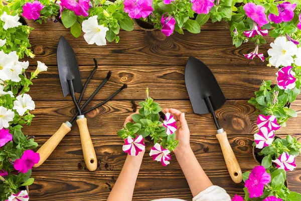 Piccole Mani Giovani Che Tengono Petunie Primaverili Tavolo Giardino Legno Immagine Stock