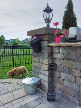Metal kova ve bir dış Köpek poo ayakta toplamak için kepçe ile çiçek veranda ve yeşil çimenlerin üzerinde oynarken küçük altın cocker spaniel döşeli