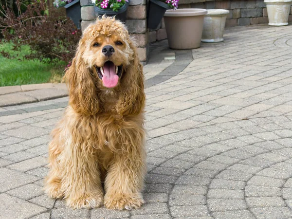 Schattige Kleine Gouden Amerikaanse Cocker Spaniel Puppy Zittend Bestrating Patio — Stockfoto